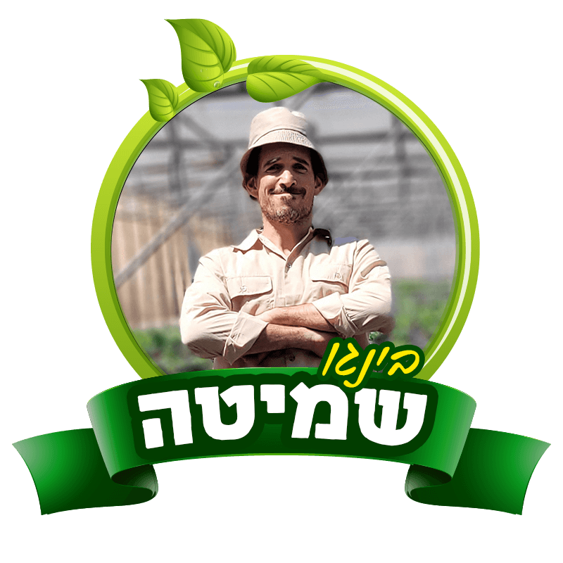 לוגו המשחק בינגו שמיטה